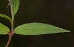 Fringed willowherb